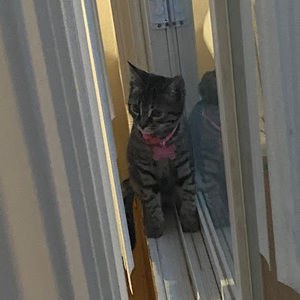 Meet your Posher, Belenn